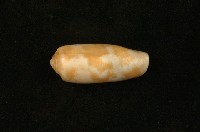 藏品(朦朧芋螺)的圖片